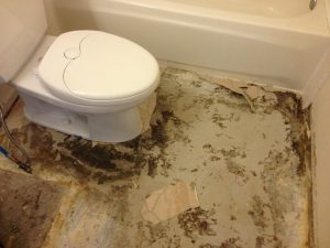 Mold Under Vinyl Floor