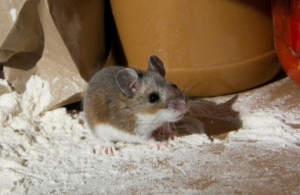 Fire Hazards in Your Home Mice