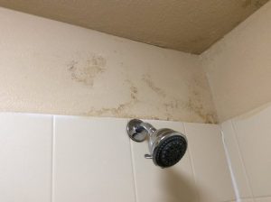 Mold In Bathroom